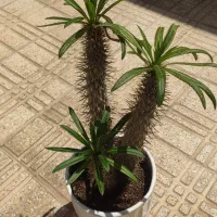 فیکوس التیسما ونخل ماداگاسکار با گلدان سرامیک