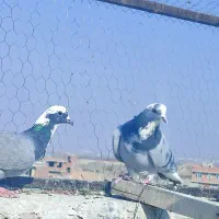 فروشی ۳عدد کبوتر شکار|پرنده|بناب, |دیوار