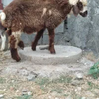 بره نر باگوسفند