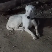 سگ سفیدگمشده|سگ|برازجان, |دیوار