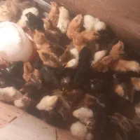 جوجه محلی ۳روزه