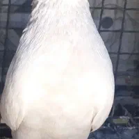 اینکفترزینتیامروزگمشدهجوجهداره