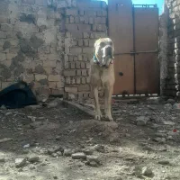 وا گذاری سگ افغان اصیل