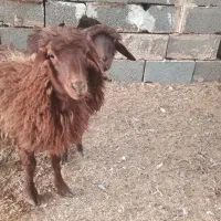 بره میش بز بزغاله