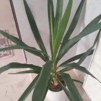 گل طبیعی خانگی|گل و گیاه طبیعی|ارومیه, |دیوار