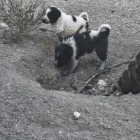 واگذاری قهدریجونی همه چی تموم|سگ|ارسنجان, |دیوار