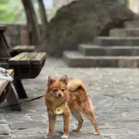 واگذاری سگ خانگی