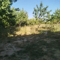 باغ بر جاده کندوان|فروش زمین و ملک کلنگی|اسکو, |دیوار