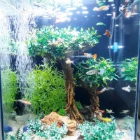 اکواریوم ۳۰*۳۰ حرفه ای