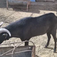 چپیش مورسیا اصل وادراتی|حیوانات مزرعه|زارچ, |دیوار