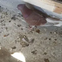 دم سفید|پرنده|گله دار, |دیوار