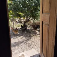 مرغ تخمگذار محلی - مزرعه روستایی+ هدیه مرغ و جوجه.