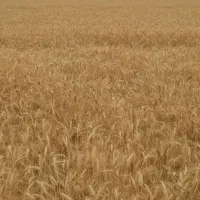 زمین کشاورزی