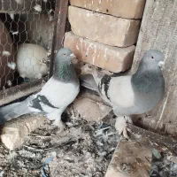 زل کبوتر درجه 1