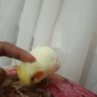 عروس هلندی دستی صحبت میکنه ولی کم|پرنده|کاشمر, |دیوار