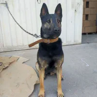 سگ ژرمن میکس