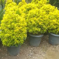 حراج شمشاد طلایی.ساقه طلایی سبز.سفید.نقره ای.|گل و گیاه طبیعی|فلاورجان, |دیوار