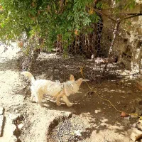 سگ پاکوتاه تریر تربیت شده ،حفت نرو ماده|سگ|کلاله, |دیوار