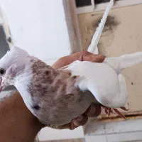 دو عدد کبوتر طوقی هفتزنگ|پرنده|شادگان, |دیوار