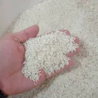 برنج هاشمی آستانه اشرفیه