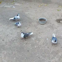 کفتر / کبوتر /صده|پرنده|سبزوار, امیر کبیر|دیوار
