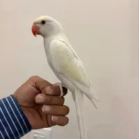 جفت ملنگو کرمینو|پرنده|تهران, فدک|دیوار