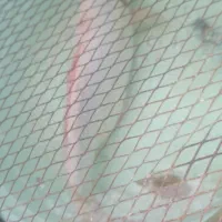 ماهی غول پیکر کوی