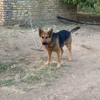 سگ ژرمن|سگ|قزوین, |دیوار