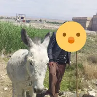 الاغ نر جوان|حیوانات مزرعه|ماهدشت, |دیوار