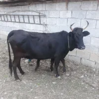 گاو حامله با گوساله