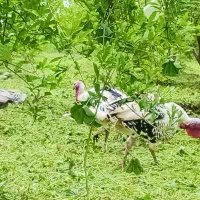 بوقلمون نر محلی اصل