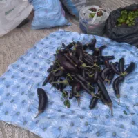 بادمجان بوسان|خوردنی و آشامیدنی|کوهدشت, |دیوار