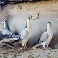 بدرنگ|پرنده|شهرضا, |دیوار