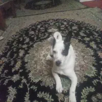 توله ۴ماهه جک راسل (ماده)