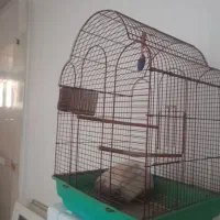 قفس|پرنده|رباط‌کریم, الارد|دیوار