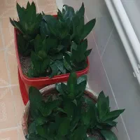 انواع گلهای شاداب خانگی زیبا با قیمت مناسب