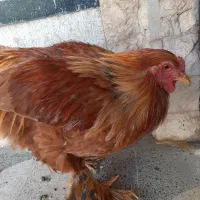 خروس برهما اصل ، حراج فوری