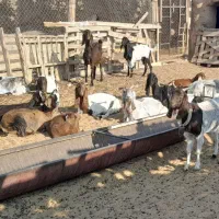 بز پاکستانی ابستن