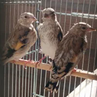 جوجه سهره سرلاکی سهره متولد قفس رسمی