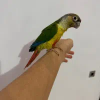 یک جوجه گرینچیک دونه خور رام