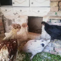 مرغ و خروس های جوان و کاکلی|حیوانات مزرعه|قزوین, |دیوار