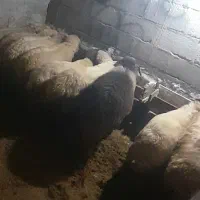 دوعددگوسفند شکم دار بره نر ام دارم|حیوانات مزرعه|تالش, هشتپر|دیوار