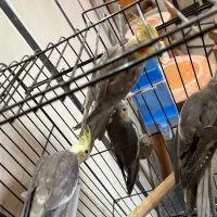 طوطی عروس مولد|پرنده|قائم‌شهر, |دیوار