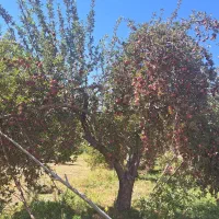 فروش سیب قرمز