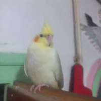 عروس هلندی ماده لوتینو کاملا اهلی|پرنده|تبریز, |دیوار