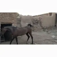 مادیان دوساله نیم|اسب و تجهیزات اسبسواری|کرمانشاه, |دیوار