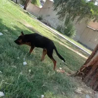 تول سگ ژرمن ۴ ماه|حیوانات|اهواز, کوی پیروزی|دیوار