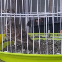 فروش تعدادی پرنده