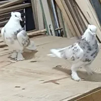 کفتر. کبوتر هما سرور  کاکلی پاچکمه|پرنده|بهارستان, |دیوار