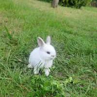 خرگوش لوپ نر